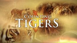 Counting Tigers (2019)