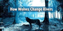 How Wolves Change Rivers (2014)
