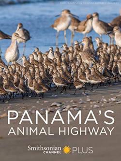 Panama's Animal Highway (2017)